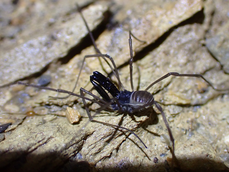 Ischyropsalis sp.