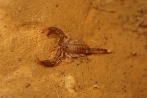 Scorpion de la grotta della scolatoio