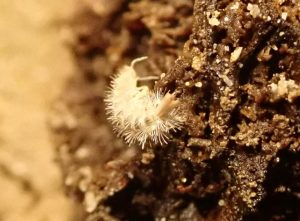 larve dans une pigne de pin