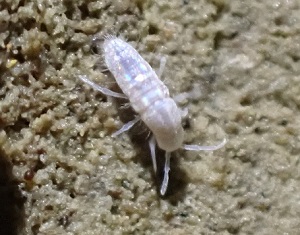 Pseudosinella subvirei