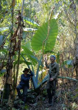 elephant plant xayabury